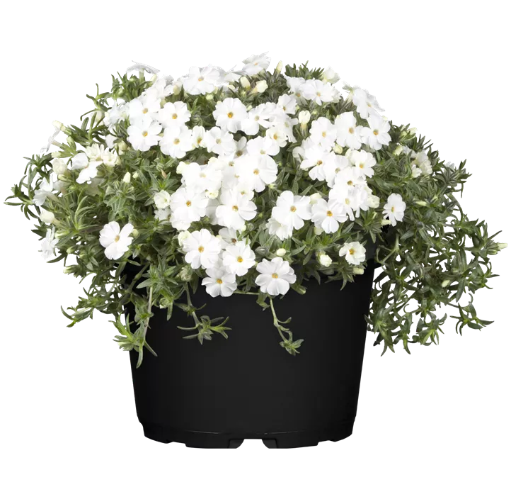 Garten-Teppich-Flammenblume 'White Admiral'