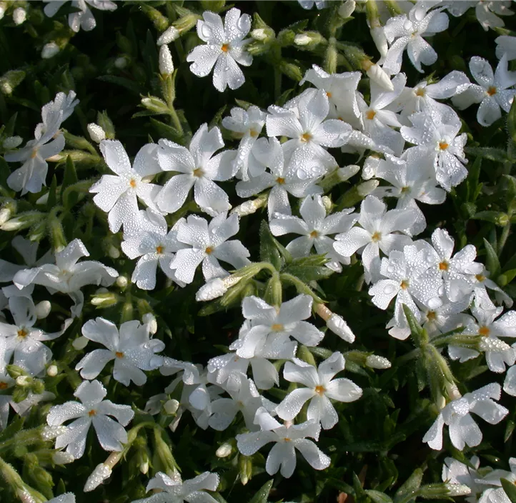 Garten-Teppich-Flammenblume 'White Admiral'