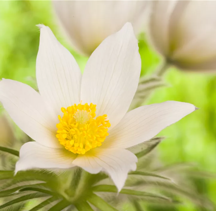 Kuhschelle 'Pulsar White'