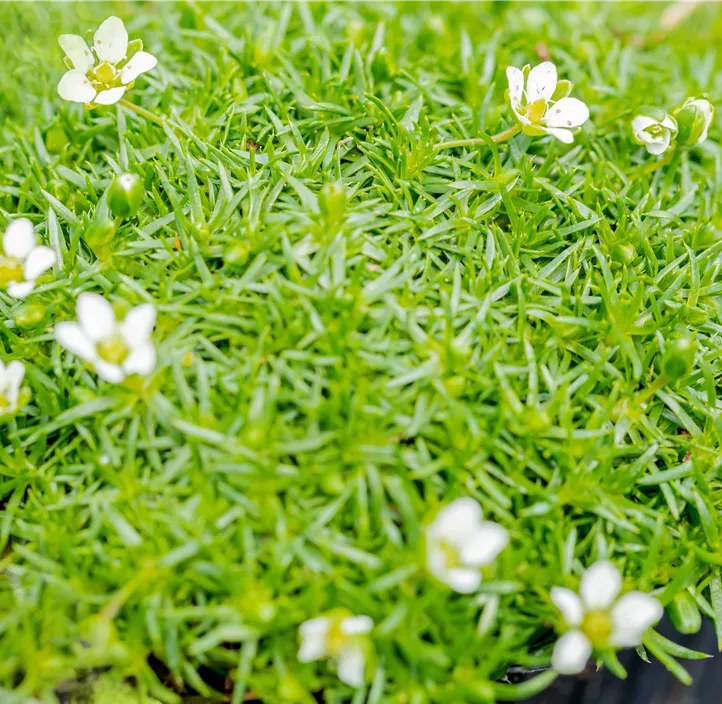 Sternmoos 'Lime Moss'