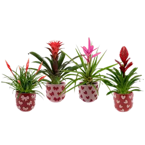 Bromelien im Übertopf