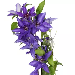 Clematis Big and Easy Blue - Lindsay