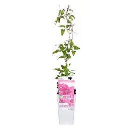 Clematis Big and Easy Pink - Bridgewater