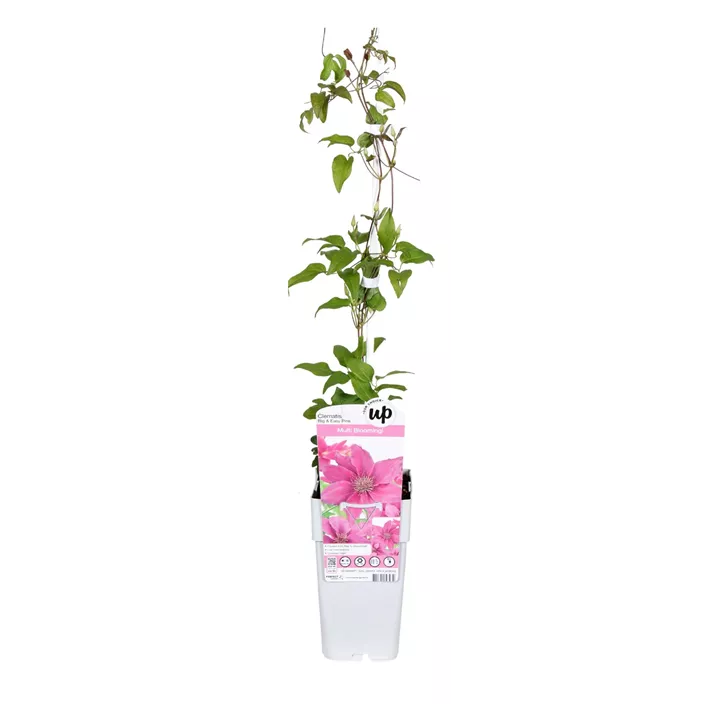 Waldrebe 'Bridgewater'