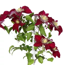 Clematis Big and Easy Red - Elpis