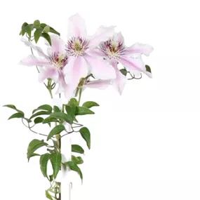 Clematis Big and Easy Striped Pink - Ithemba