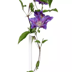 Clematis Big and Easy Striped Purple