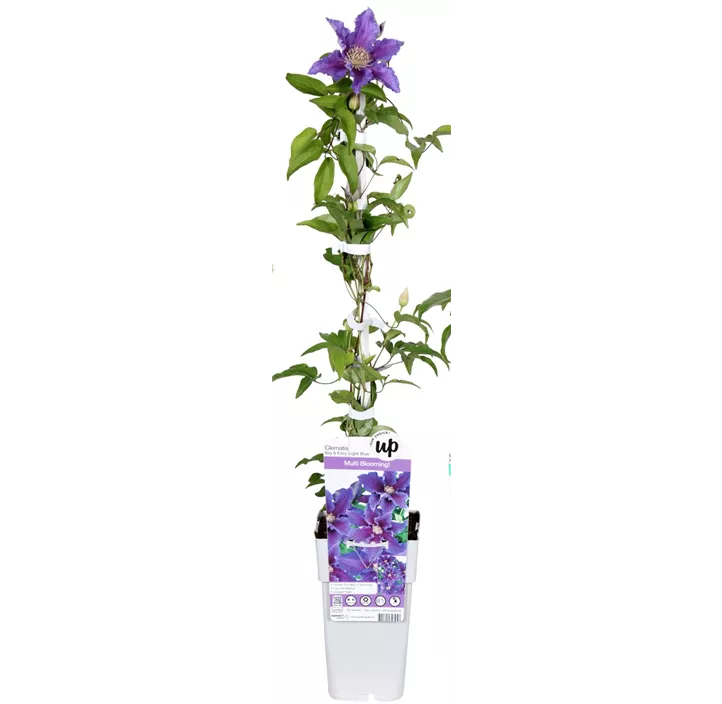 Waldrebe 'Striped Purple'