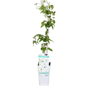 Clematis Big and Easy White - Guernsey Flute