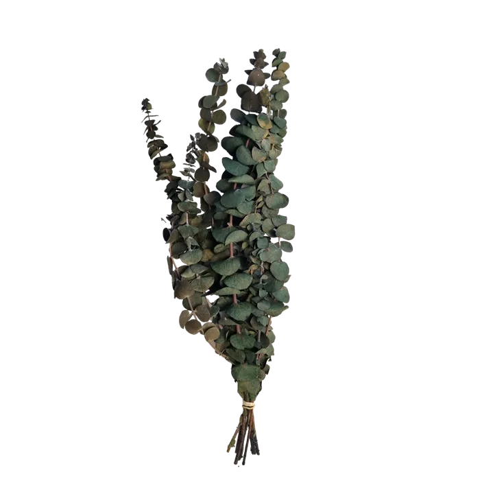 Eukalyptus konserviert