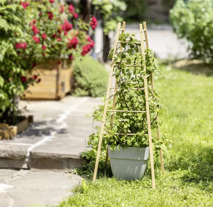 Holz-Rankhilfe Pyramide