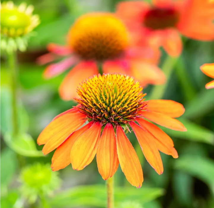 Garten-Scheinsonnenhut 'Sombrero® Adobe Orange'