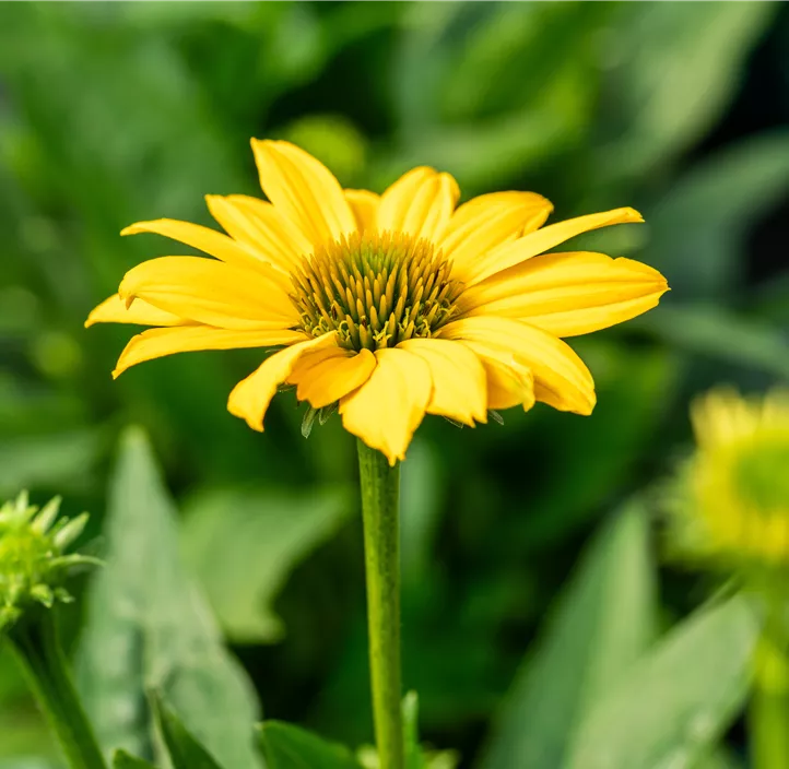 Garten-Scheinsonnenhut 'Sombrero® Compact Yellow'