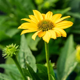 Echinacea purpurea Sombrero Compac Yellow