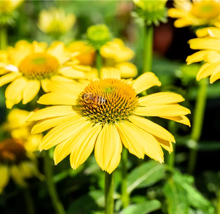 Garten-Scheinsonnenhut 'Sombrero® Lemon Yellow'