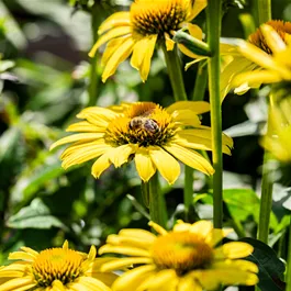 Echinacea purpurea Sombrero Lemon Yellow