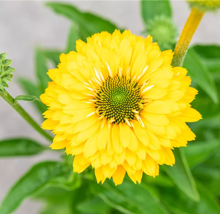 Scheinsonnenhut SunSeekers® 'Golden Sun'