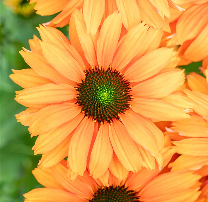 Scheinsonnenhut SunSeekers® 'Mineola'