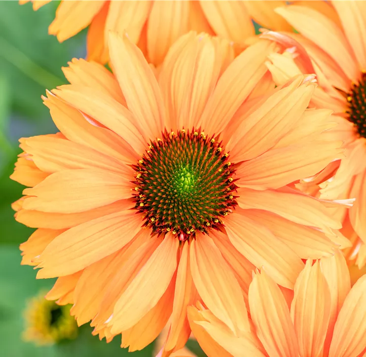 Scheinsonnenhut SunSeekers® 'Mineola'