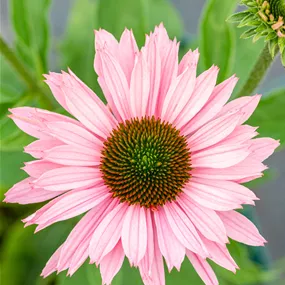 Echinacea purpurea SunSeekers Multi Salmon