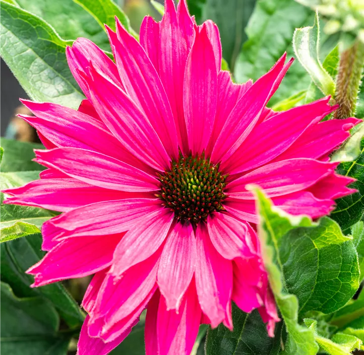 Scheinsonnenhut SunSeekers® 'Sweet Fuchsia'