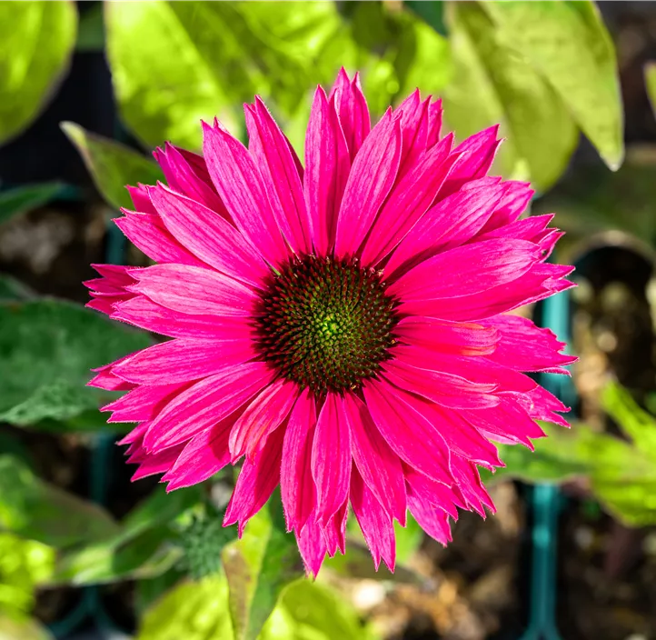 Scheinsonnenhut SunSeekers® 'Sweet Fuchsia'