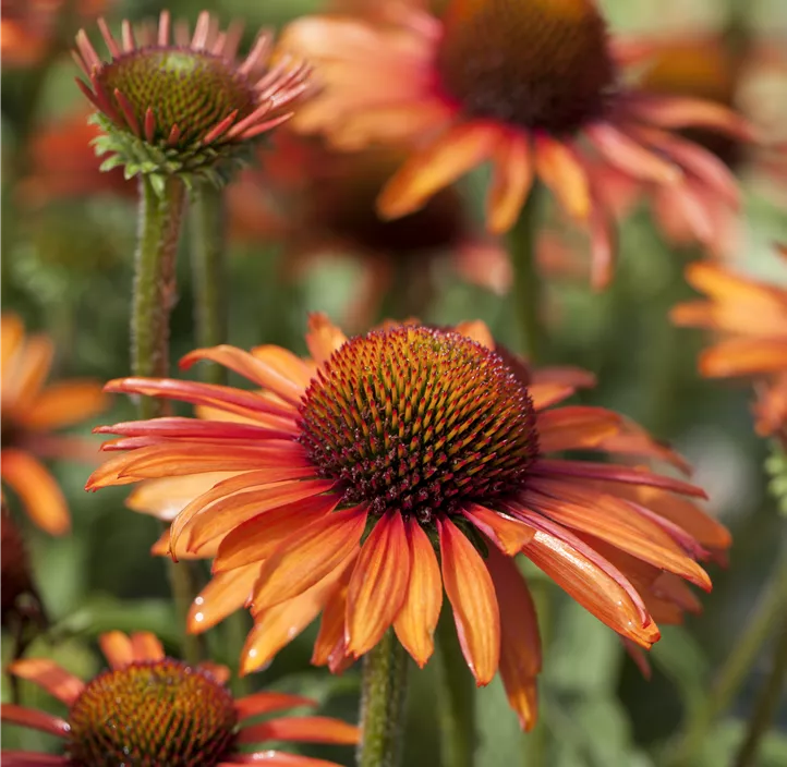 Scheinsonnenhut SunSeekers® 'Orange'