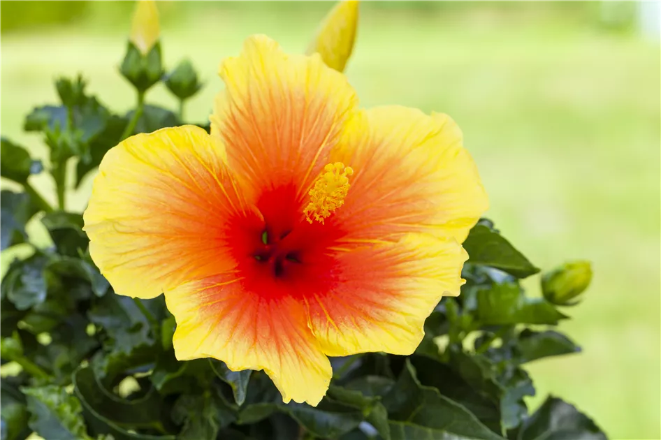 Hibiscus rosa sinensis, Chinesischer Roseneibisch - Bellaflora
