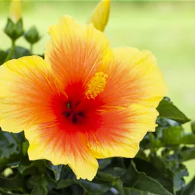 Hibiscus rosa sinensis