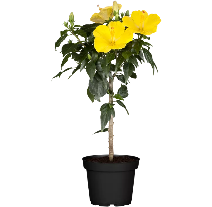 Chinesischer Roseneibisch