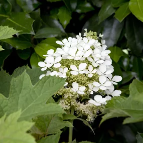 Hydrangea Hovaria Quercifolia