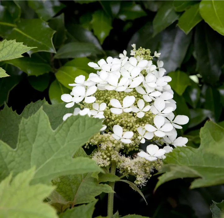 Eichenblättrige Hortensie