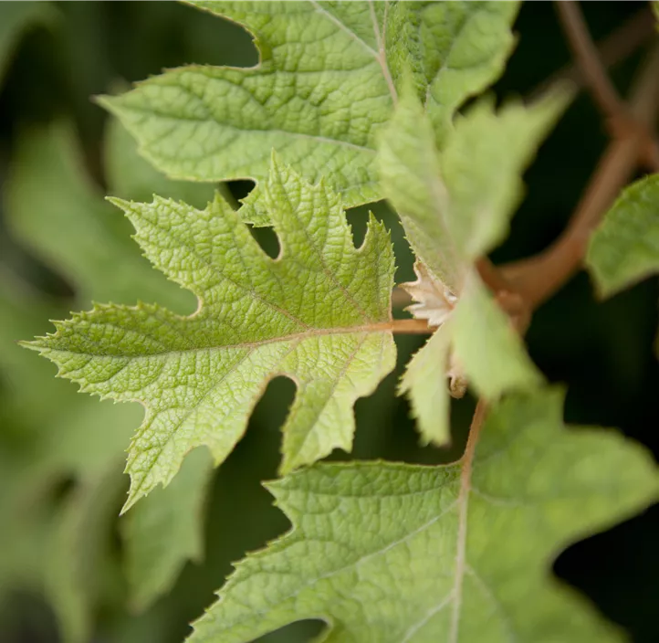 Eichenblättrige Hortensie