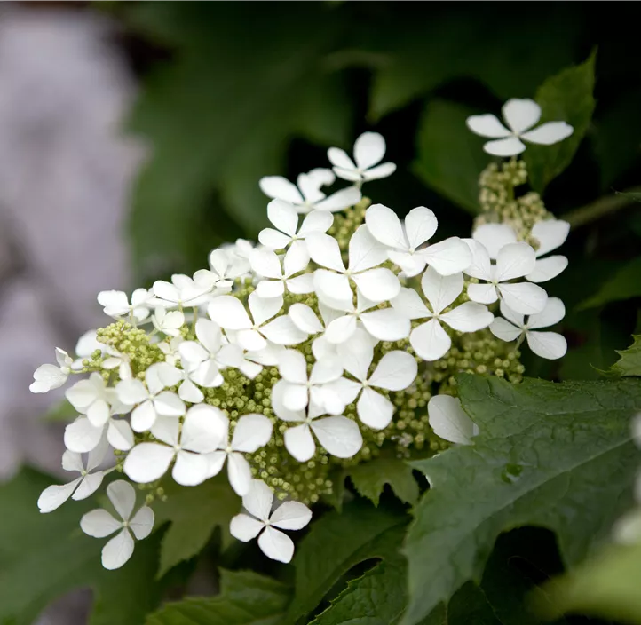 Eichenblättrige Hortensie