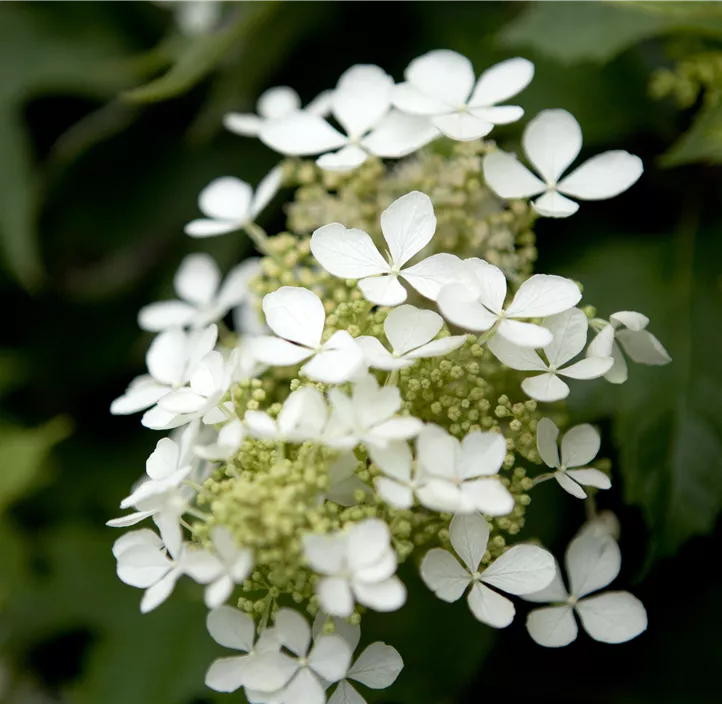Eichenblättrige Hortensie