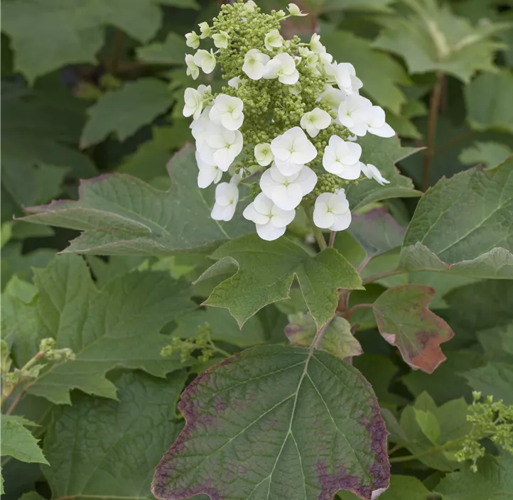 Eichenblättrige Hortensie