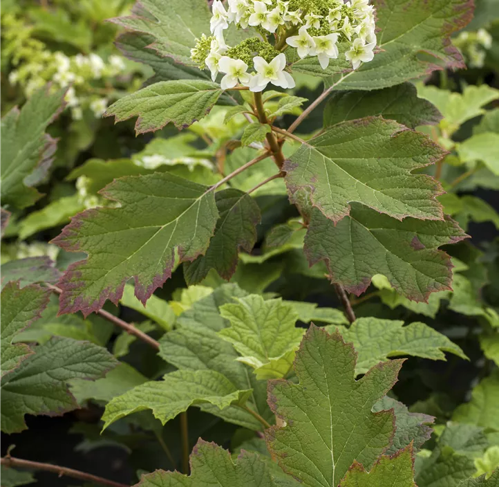 Eichenblättrige Hortensie