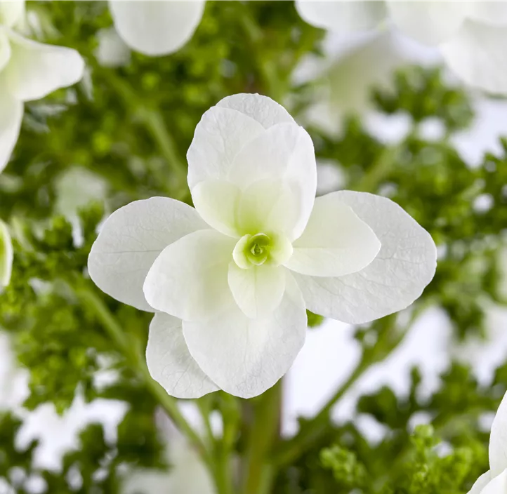 Eichenblättrige Hortensie