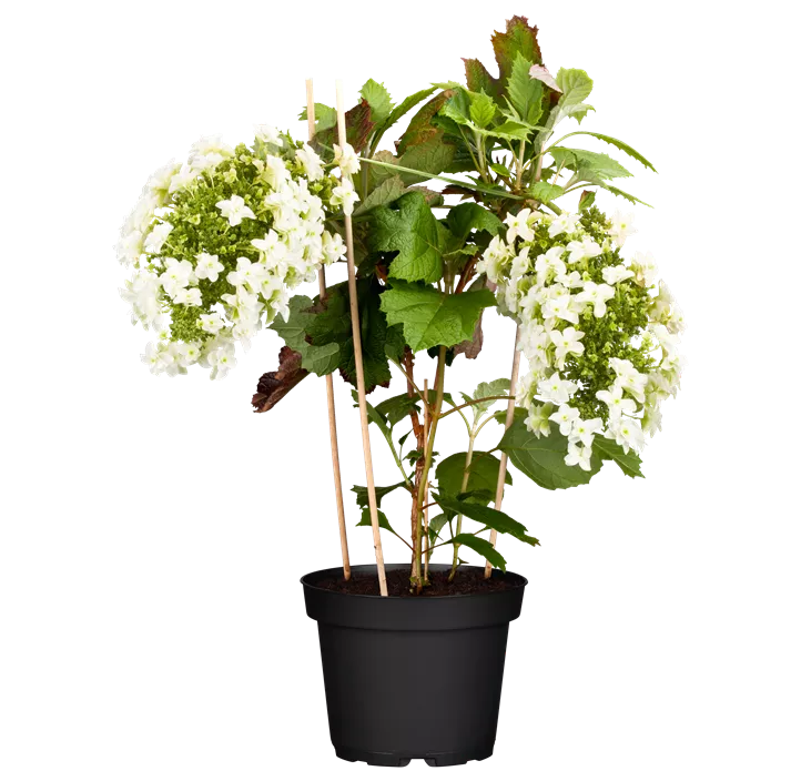 Eichenblättrige Hortensie