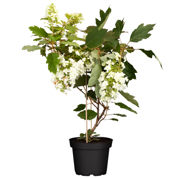 Eichenblättrige Hortensie