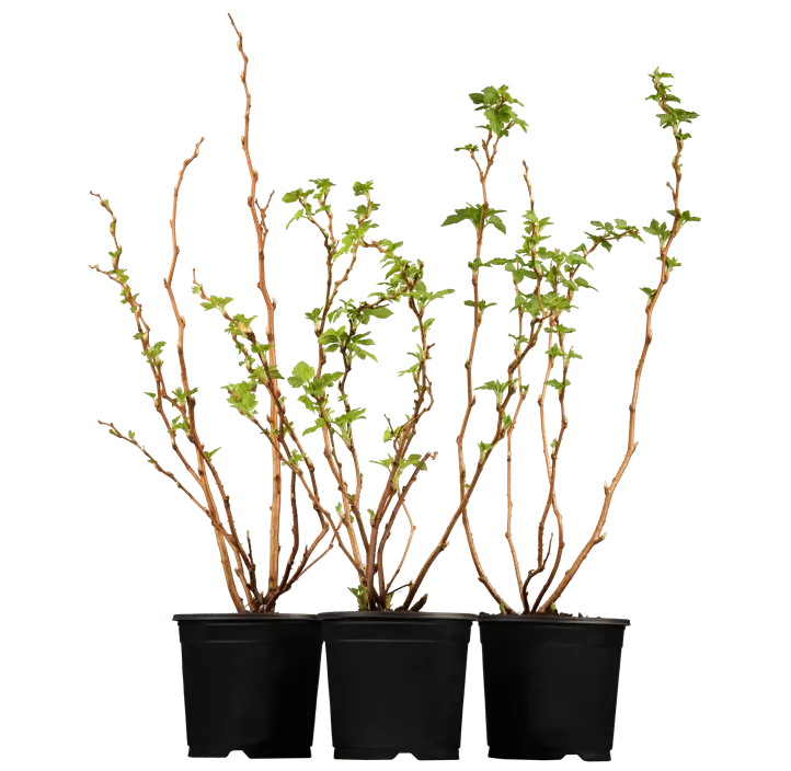 Gefülltblühende Himbeere 'Olympic Double'