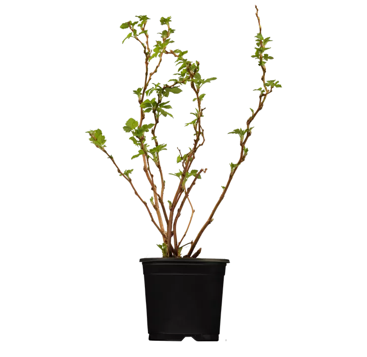 Gefülltblühende Himbeere 'Olympic Double'