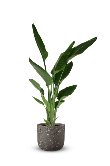 Strelitzia augusta, Baumstrelitzie - Bellaflora