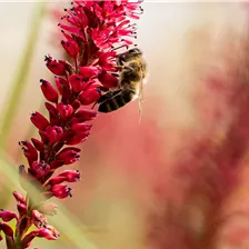 Insektenfreundliche Pflanzen