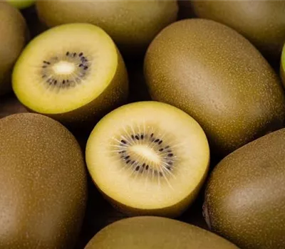 Actinidia chinensis Golden Kiwi