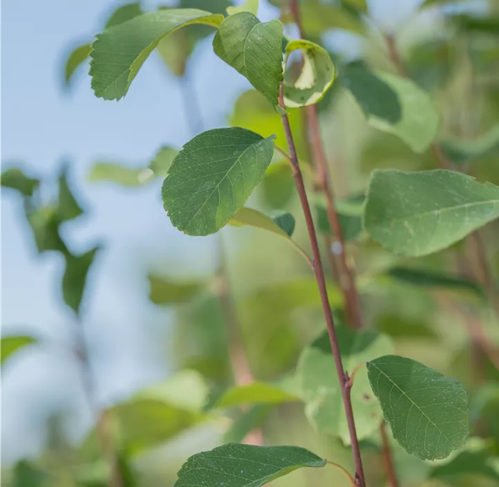 Felsenbirne 'Greatberry® Fruity'