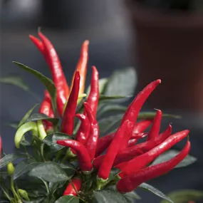 Capsicum annuum 'Red Chilli Pepper'