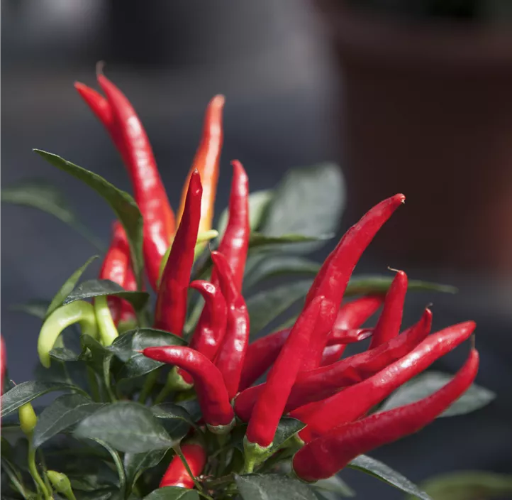 Chili Pick-&-Joy® 'Red Chilli Pepper'
