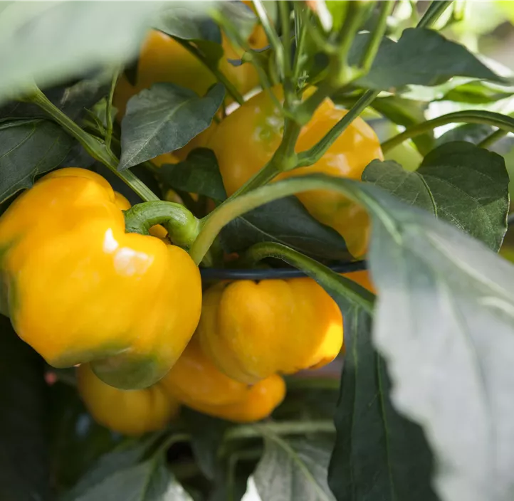 Paprika Pick-&-Joy® 'Yellow Pepper'