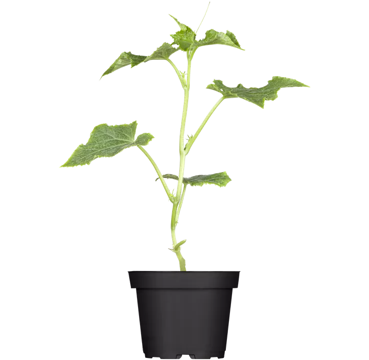 Snack-Gurke 'Pick & Joy'®